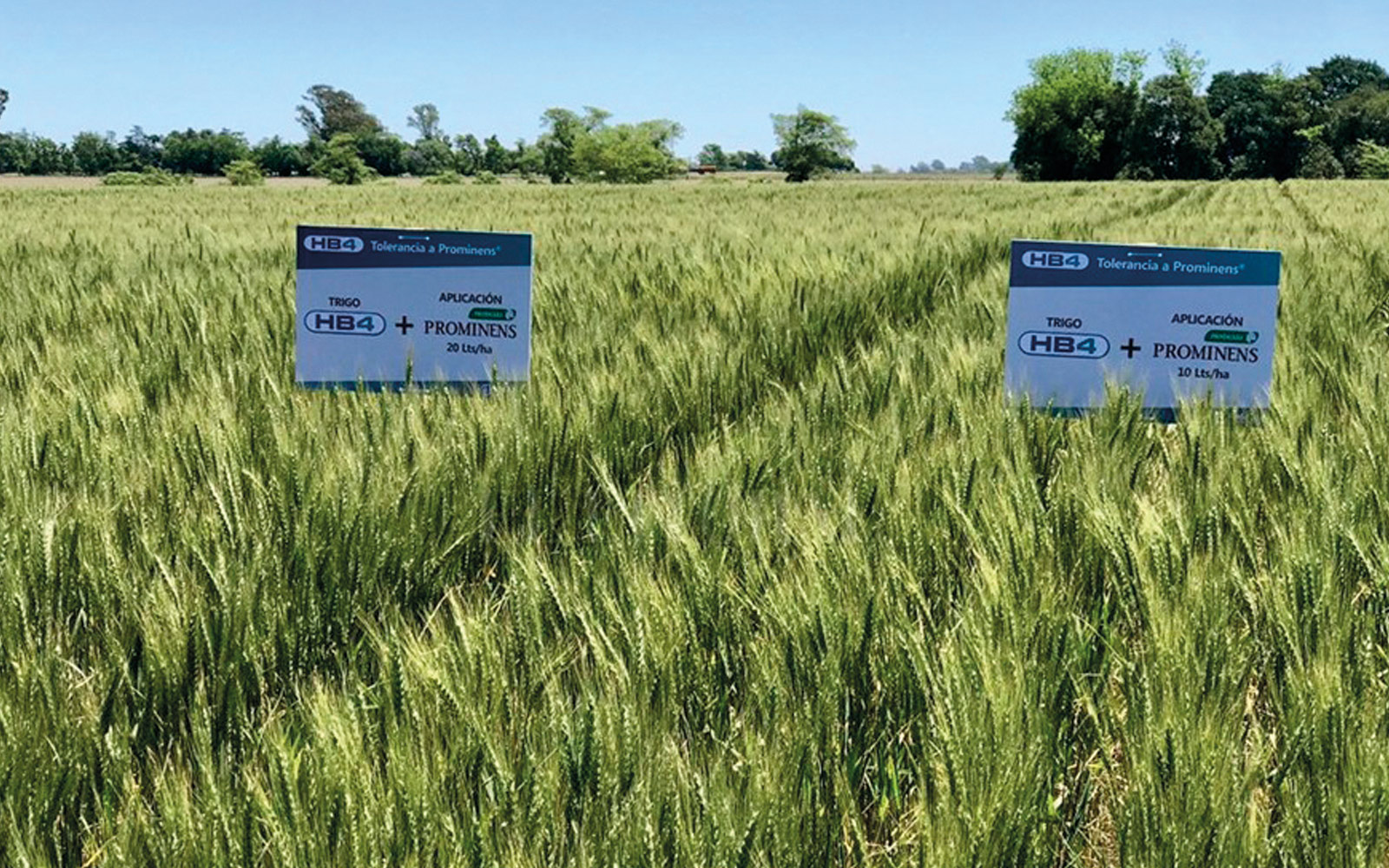 Avant de voir le blé OGM HB4 couramment dans les champs américains, des essais doivent être mis en place aux États-Unis et analysés, comme c’est déjà le cas en Argentine.