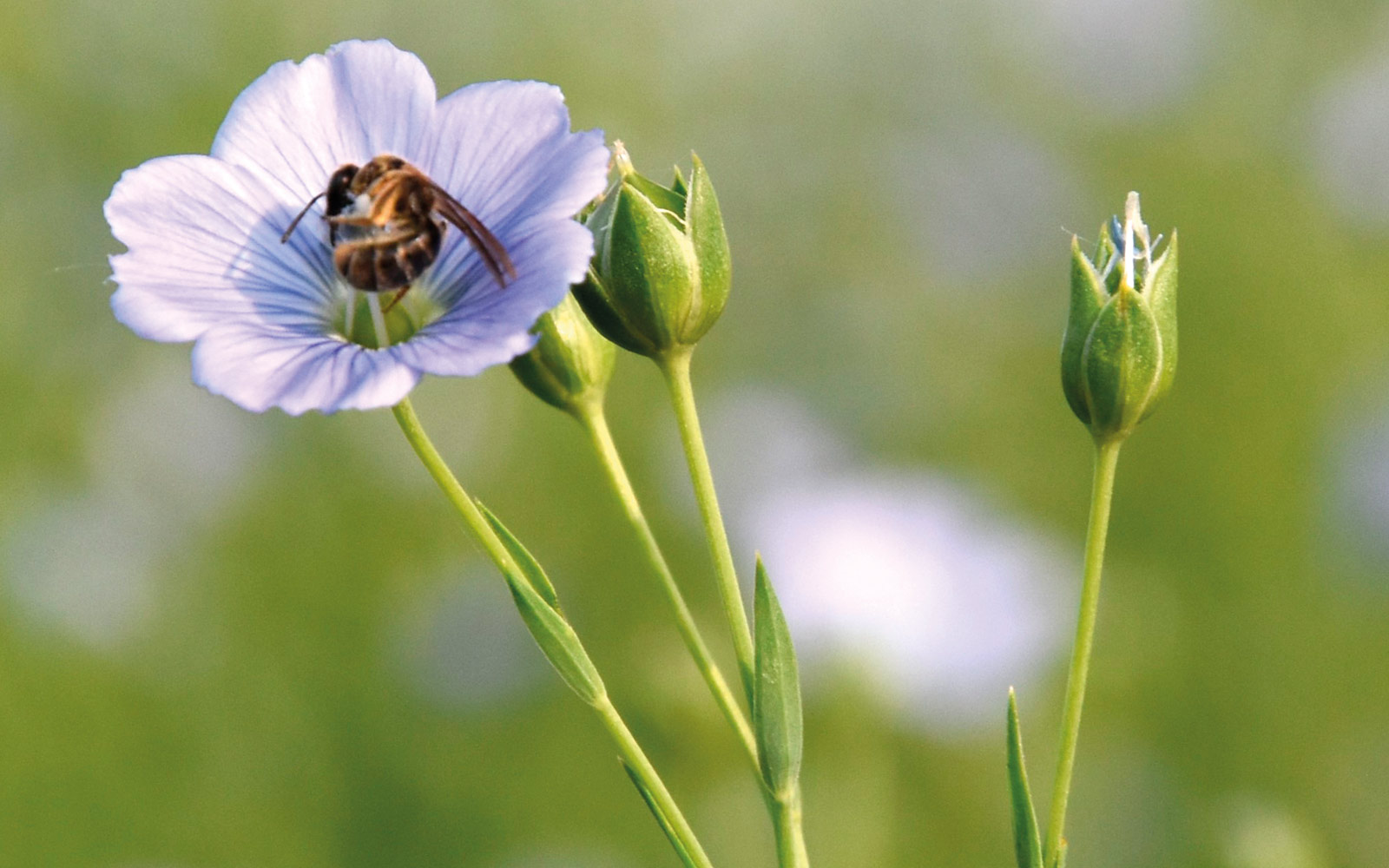 L’outil de toxicovigilance développé par des chercheurs de l’INRAe et de l’Université de Mexico grâce à une IA pourrait permettre d’ajuster les pratiques agricoles en temps réel pour limiter l’exposition des abeilles aux pesticides.