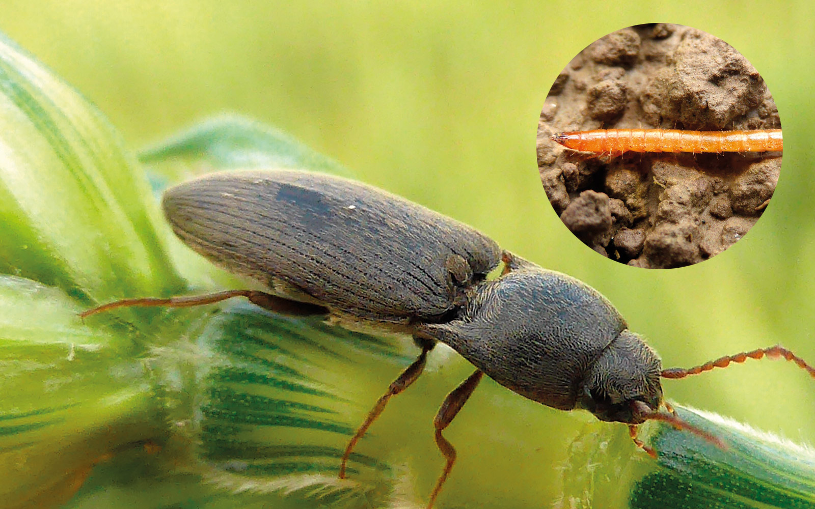 Qu’il s’agisse du genre Athous, plus spécifique aux céréales à paille, ou Agriotes, c’est la larve du coléoptère qui est nuisible, et non l’adulte.