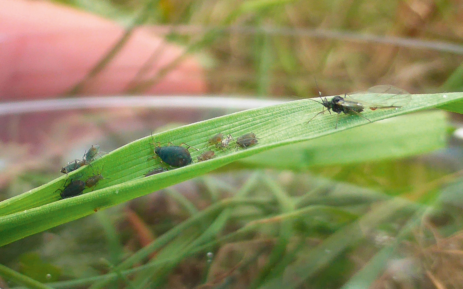 La colonisation par les pucerons ailés constitue un préalable à l’infestation de la parcelle.