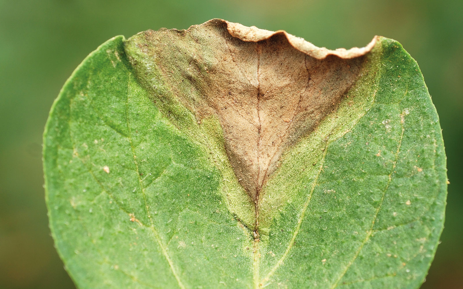 La création d’une synergie entre les acteurs d’un territoire pour lutter contre le mildiou de la pomme de terre peut permettre de réduire l’utilisation des fongicides de 50 à 80 %.
