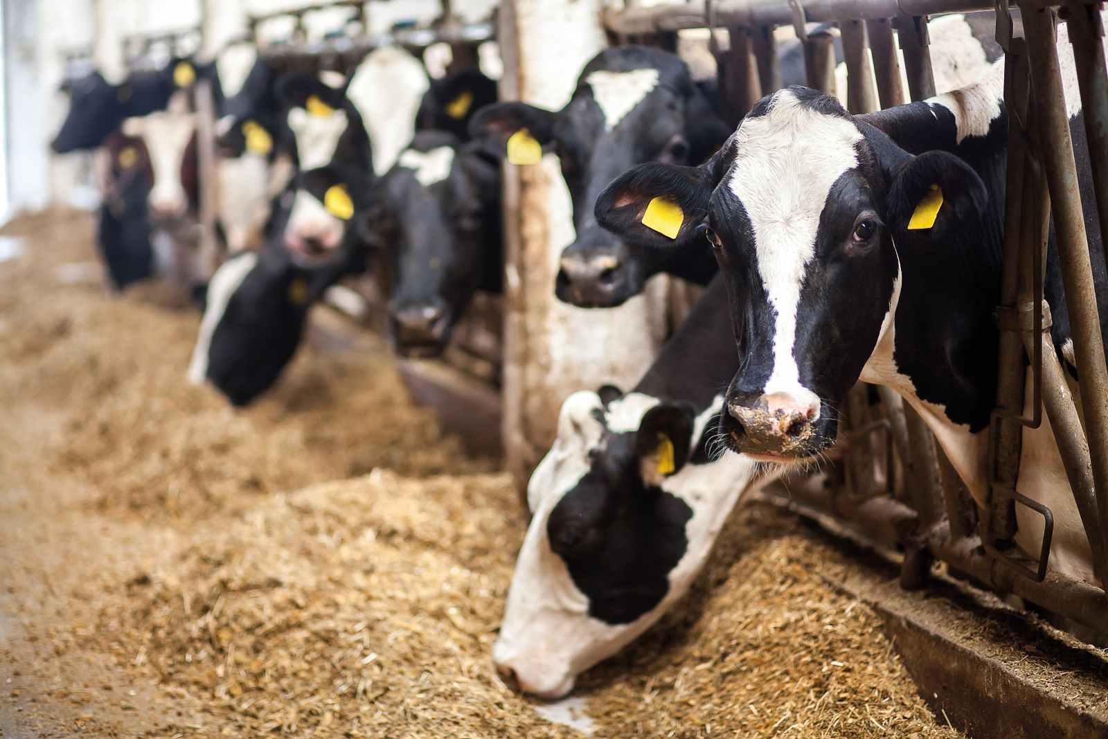 Optimiser l'empreinte environnementale des aliments composés est une des pistes suivies pour décarboner l'élevage.