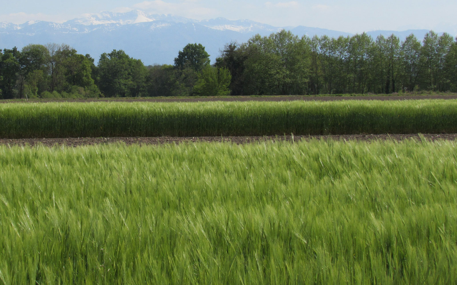 Les variétés d’orge de printemps au contenu en chlorophylle optimisé nécessiteraient jusqu’à 20 % d’azote en moins. Le projet Greenscale doit permettre d’orienter la sélection variétale en ce sens.