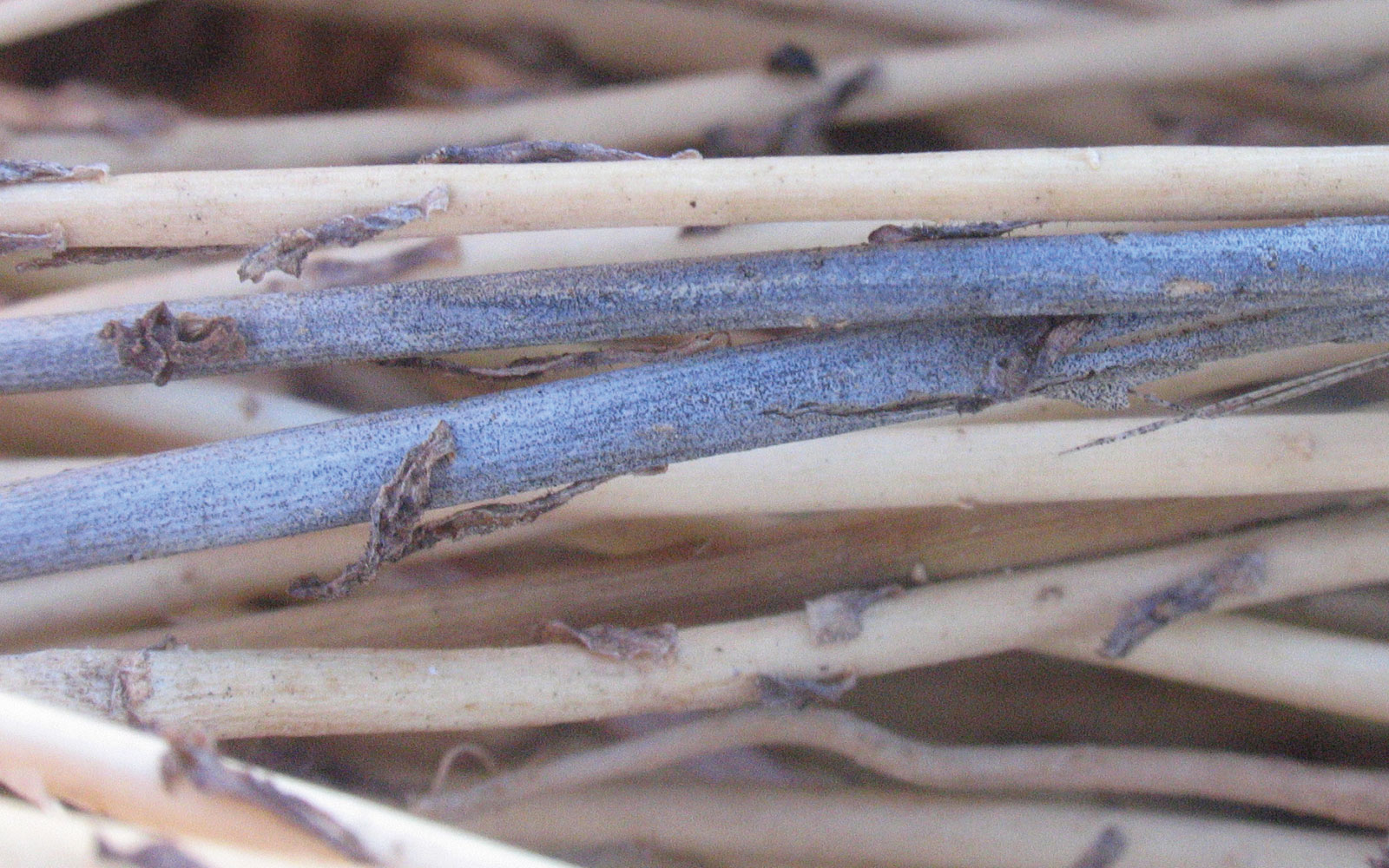 Le projet Biocontrol 4.0 doit permettre de développer de nouveaux biofongicides, par exemple, pour lutter contre la verticilliose du lin.