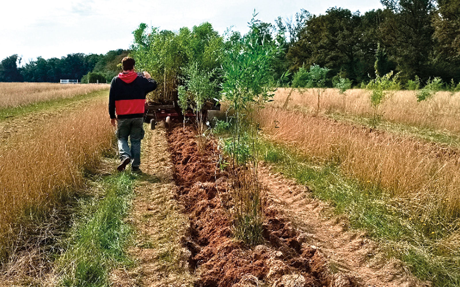 Horizom encourage les agriculteurs situés dans un rayon de 100 km autour de la bambouseraie à planter chacun environ 10 ha d’un seul tenant, afin d’atteindre une surface cumulée de 500 ha.