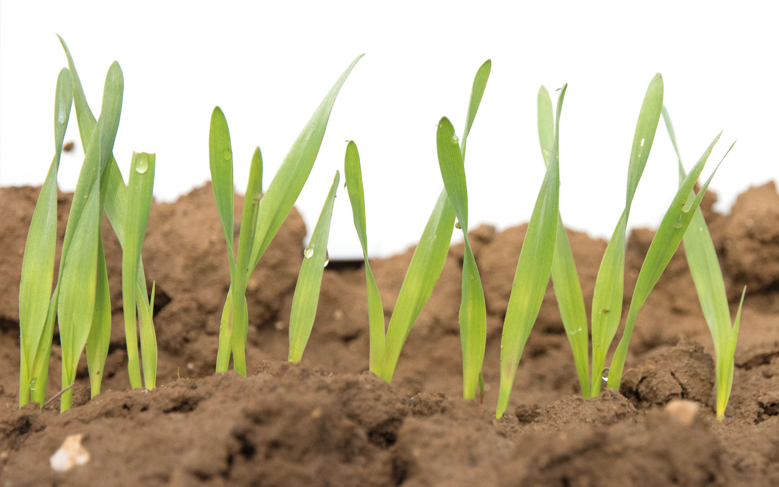 Semis orge de printemps : comment le réussir ?