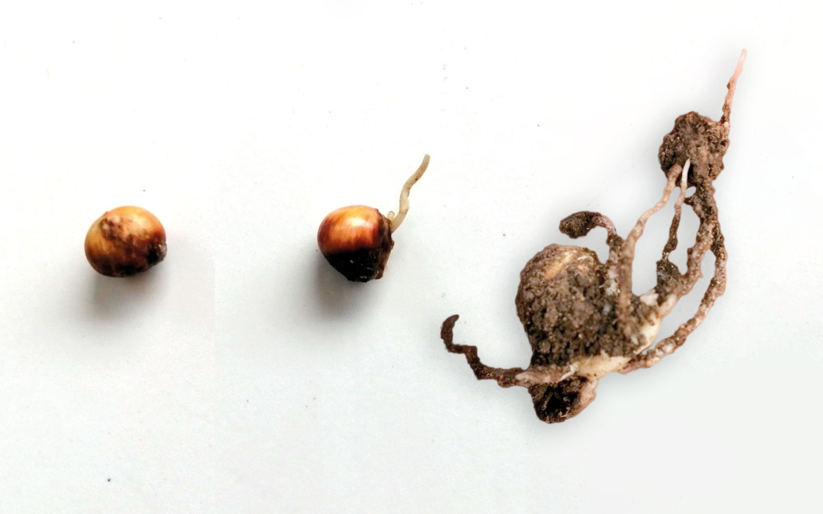 Les symptômes des attaques de Pythium spp. peuvent être l’absence de germination (à gauche), l’arrêt de la croissance juste après germination (au centre), une croissance des racines sans coléoptile (à droite).