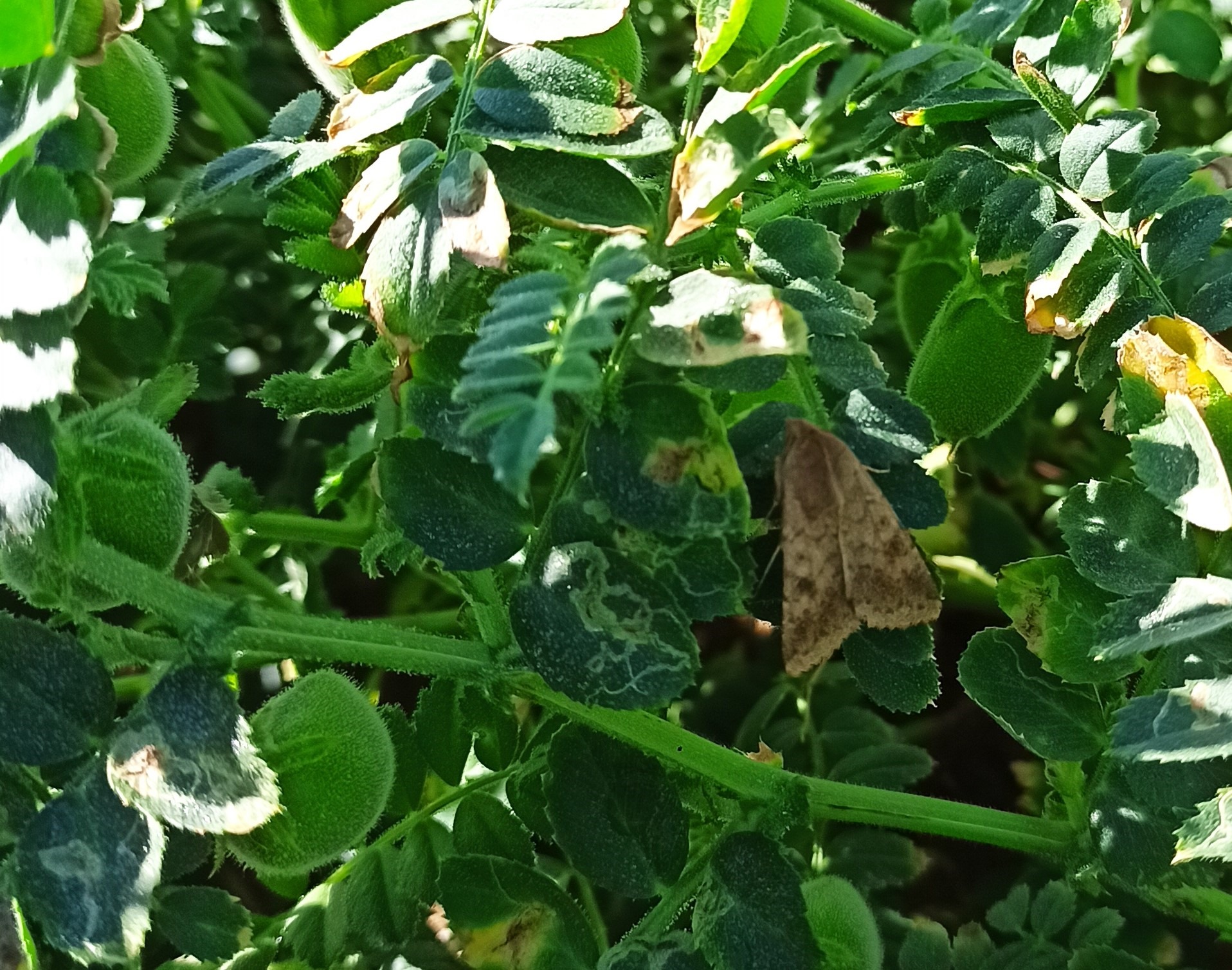 À partir du stade L4, la chenille de l'héliothis peut perforer la gousse du pois chiche pour en consommer les graines (pastille).