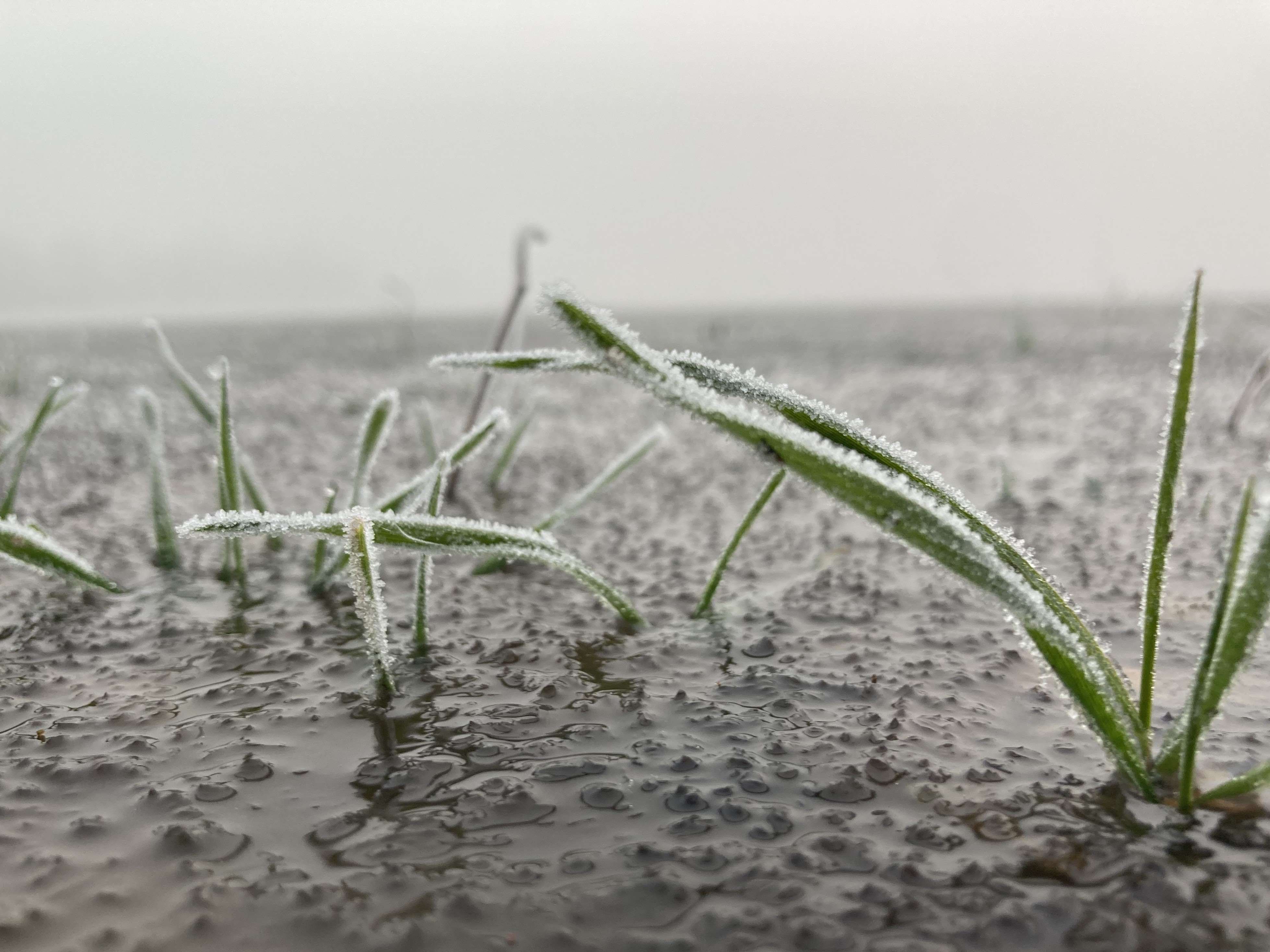 La pluviométrie exceptionnelle pratiquement partout en France lors de la campagne 2023-24 a joué un rôle indéniable sur le rendement final des céréales à paille. Mais d’autres facteurs climatiques ont eu une importance.