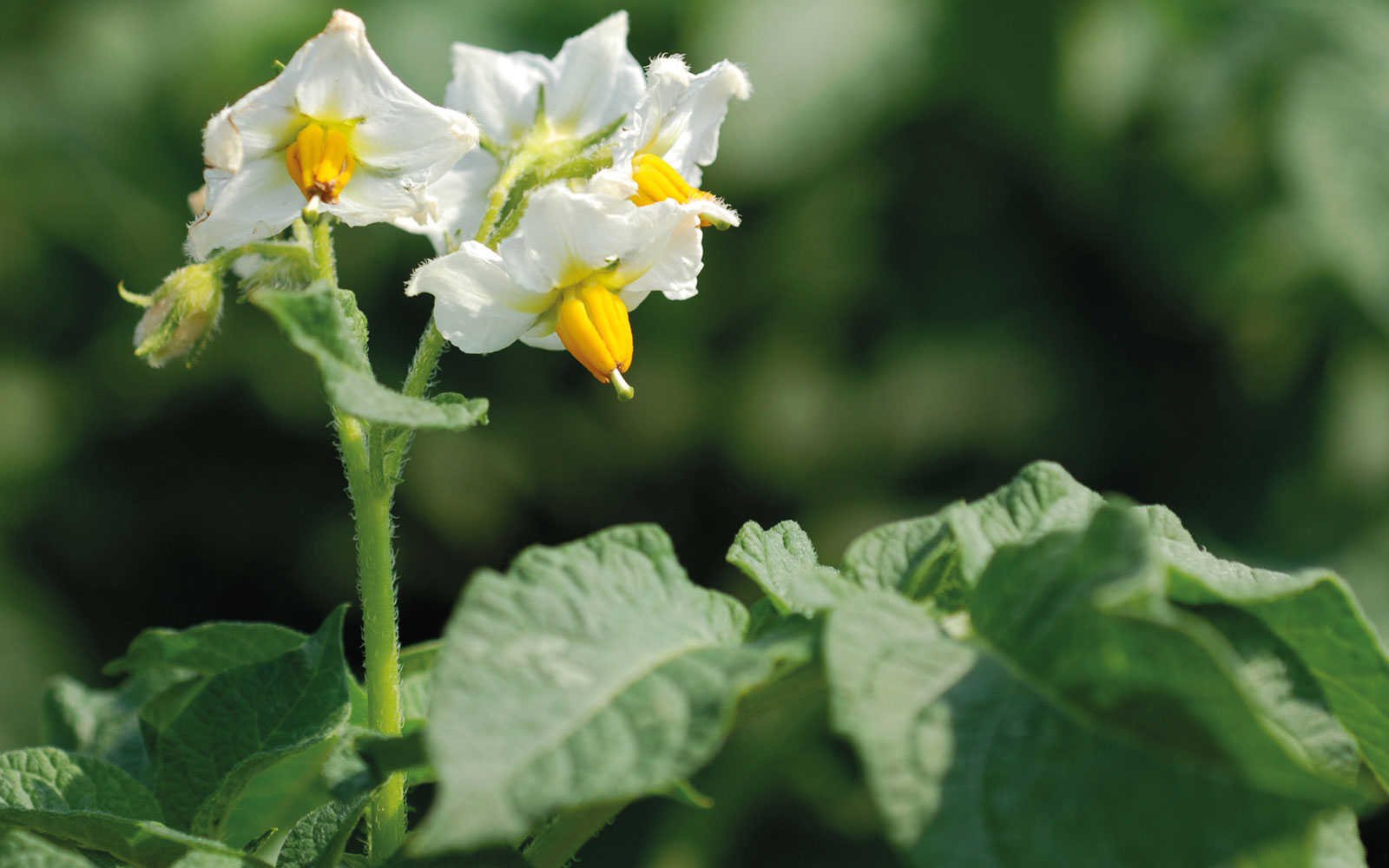 Les critères d’éligibilité aux trois nouvelles mentions « Agroécologie » (Conservation, Primeur, Fécule) reposent sur la valeur environnementale et d’utilisation des variétés de pomme de terre.