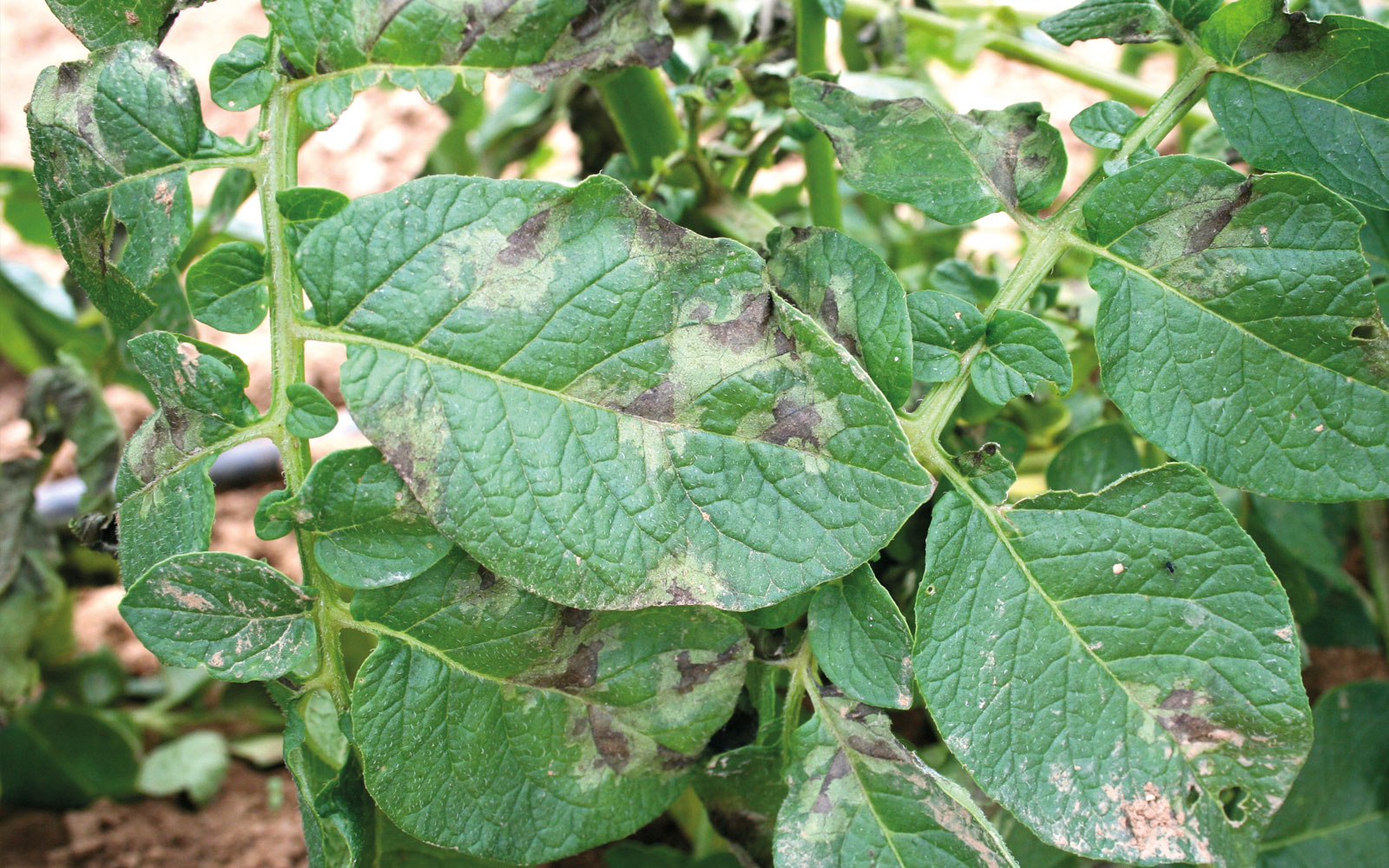 Le mildiou est à l’origine de 70 % des traitements phytosanitaires sur pomme de terre .