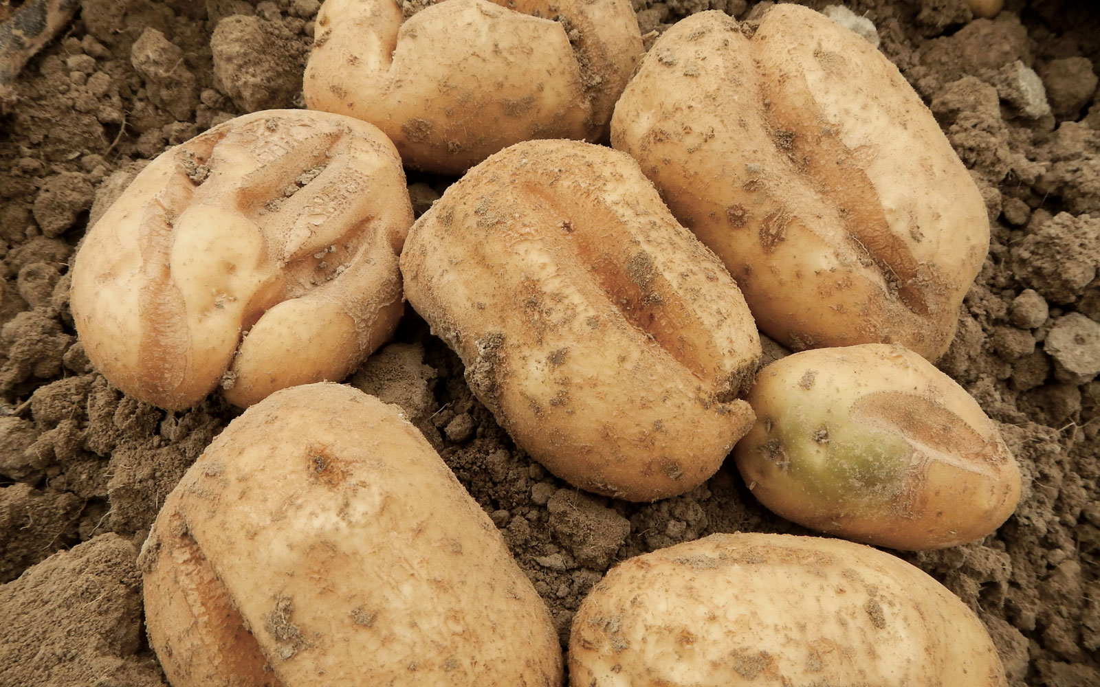 Les tubercules de pommes de terre dont l’alimentation en eau n’est pas régulière peuvent présenter des déformations et des crevasses.