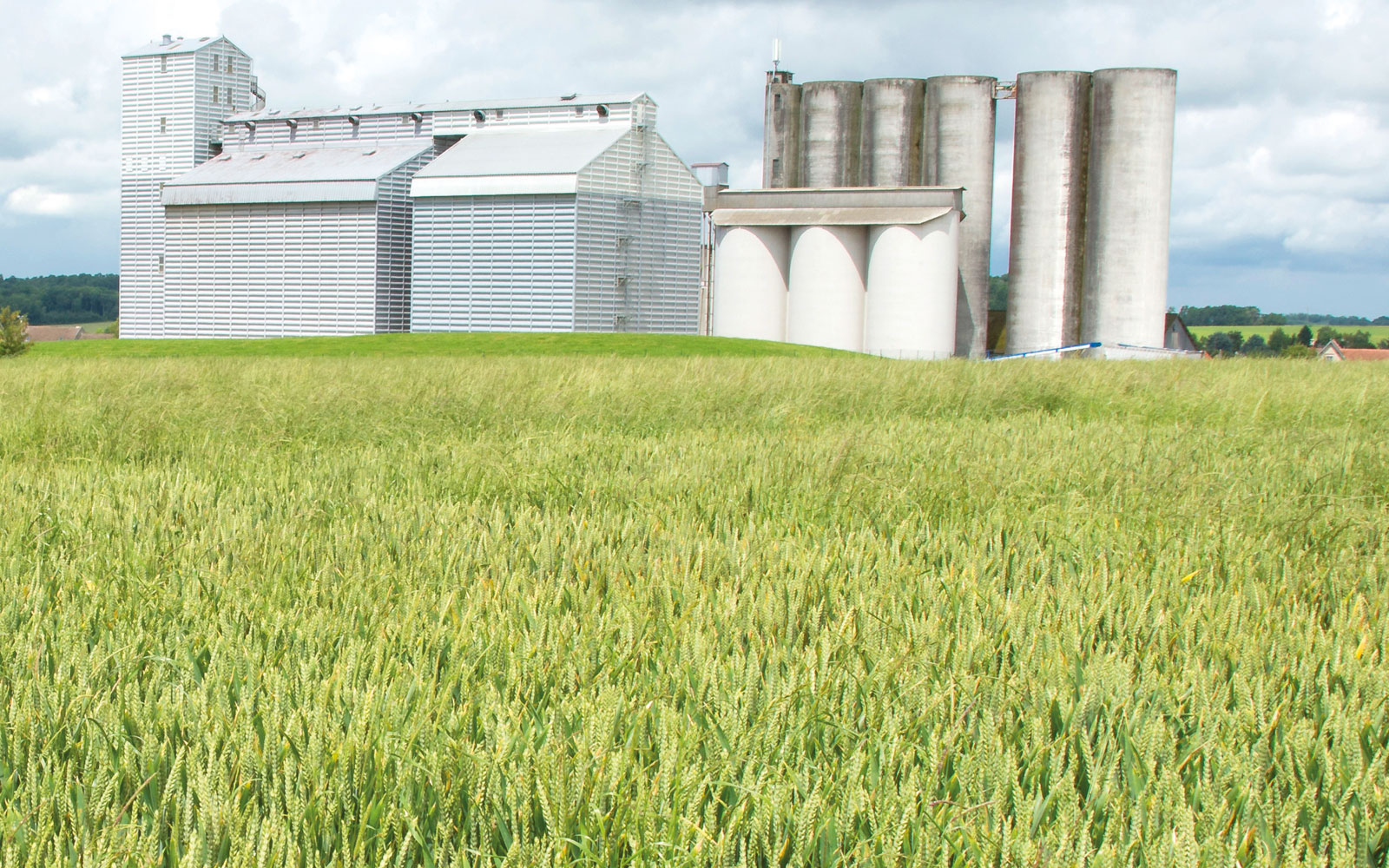 Les insectes qui infestent les silos de stockage de céréales peuvent-ils provenir des champs voisins ? Ou pourraient-ils coloniser ces derniers ?