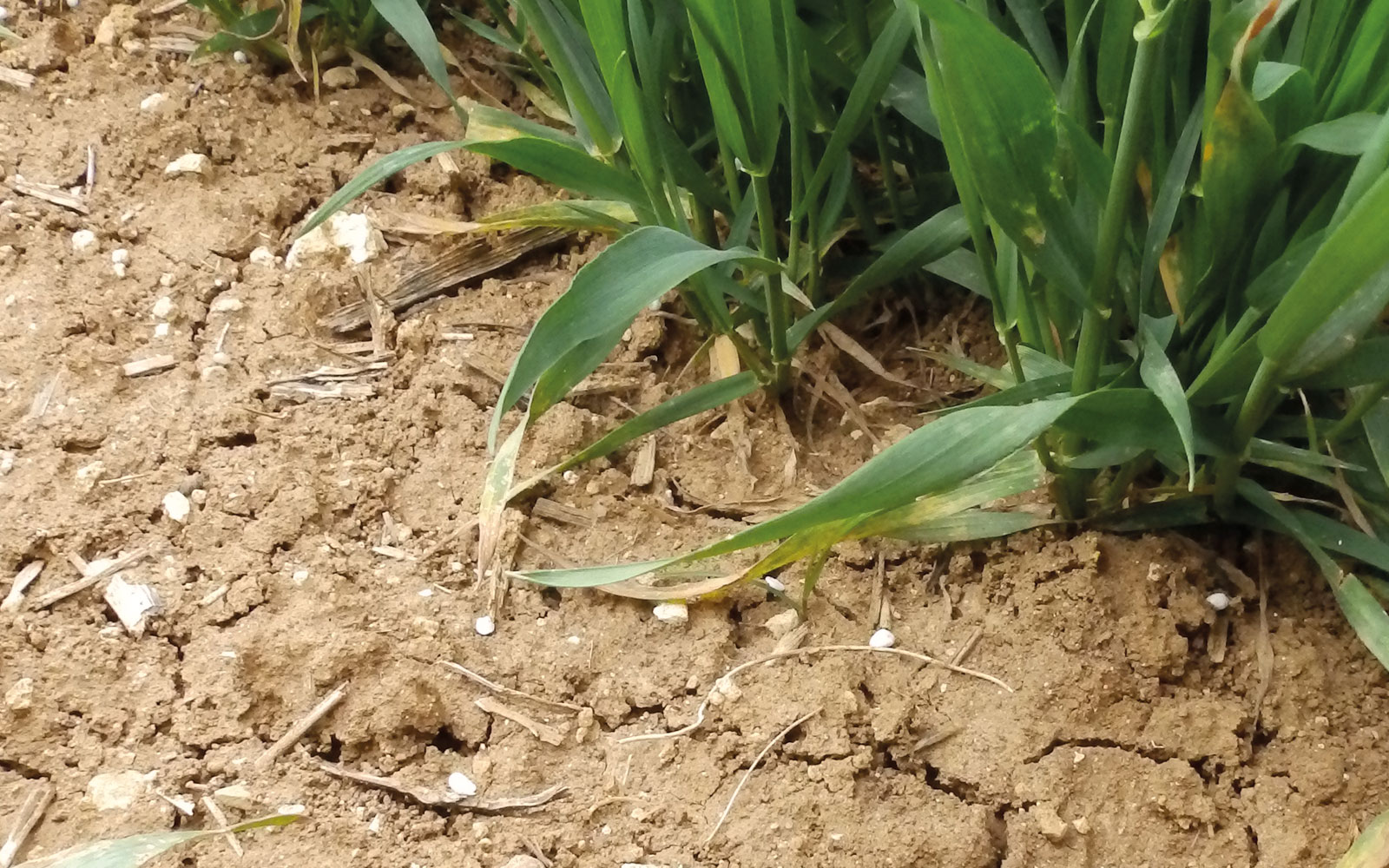 Un apport d’azote est plus efficacement valorisé par le blé tendre s’il est suivi de pluies. Quelle est la meilleure stratégie de fertilisation face à la variabilité du climat ?