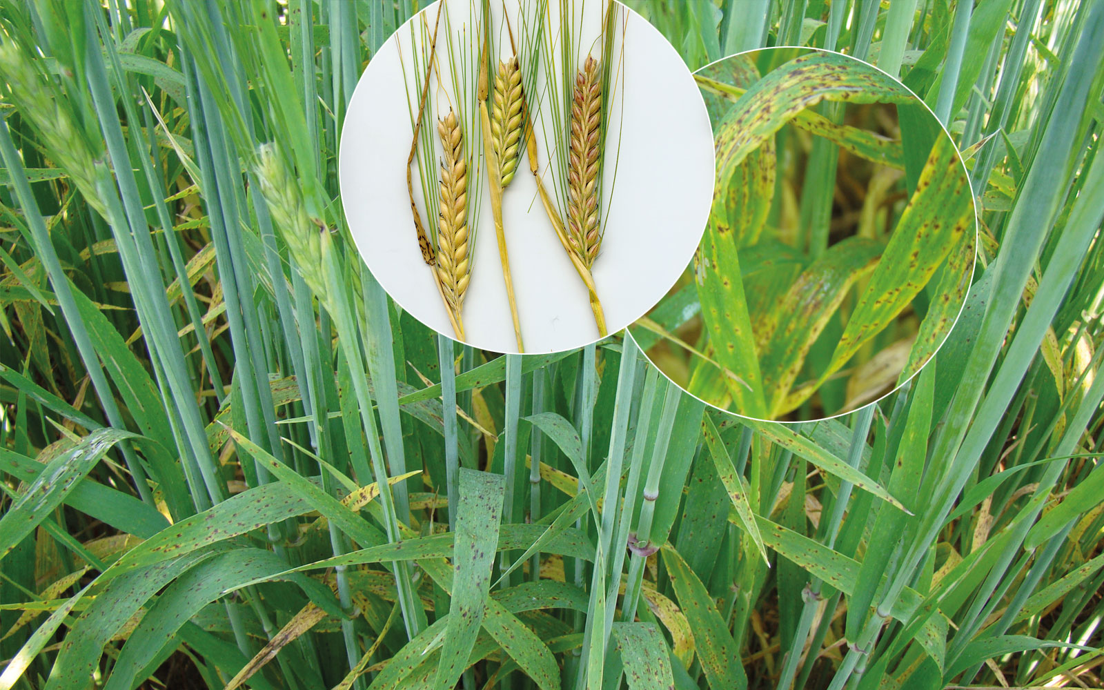 Les premiers symptômes de ramulariose sur orge apparaissent à la floraison : quelques nécroses courtes et brunes traversant la feuille. Souvent entourées d’un halo jaune, elles se multiplient très vite et peuvent toucher les épis.