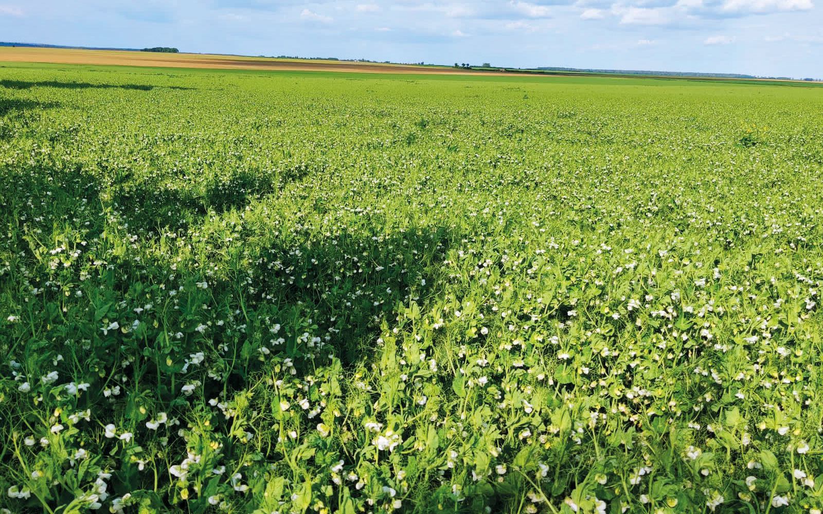 Les différences de comportement face aux maladies aériennes sont très marquées d’une variété de pois d’hiver à l’autre.