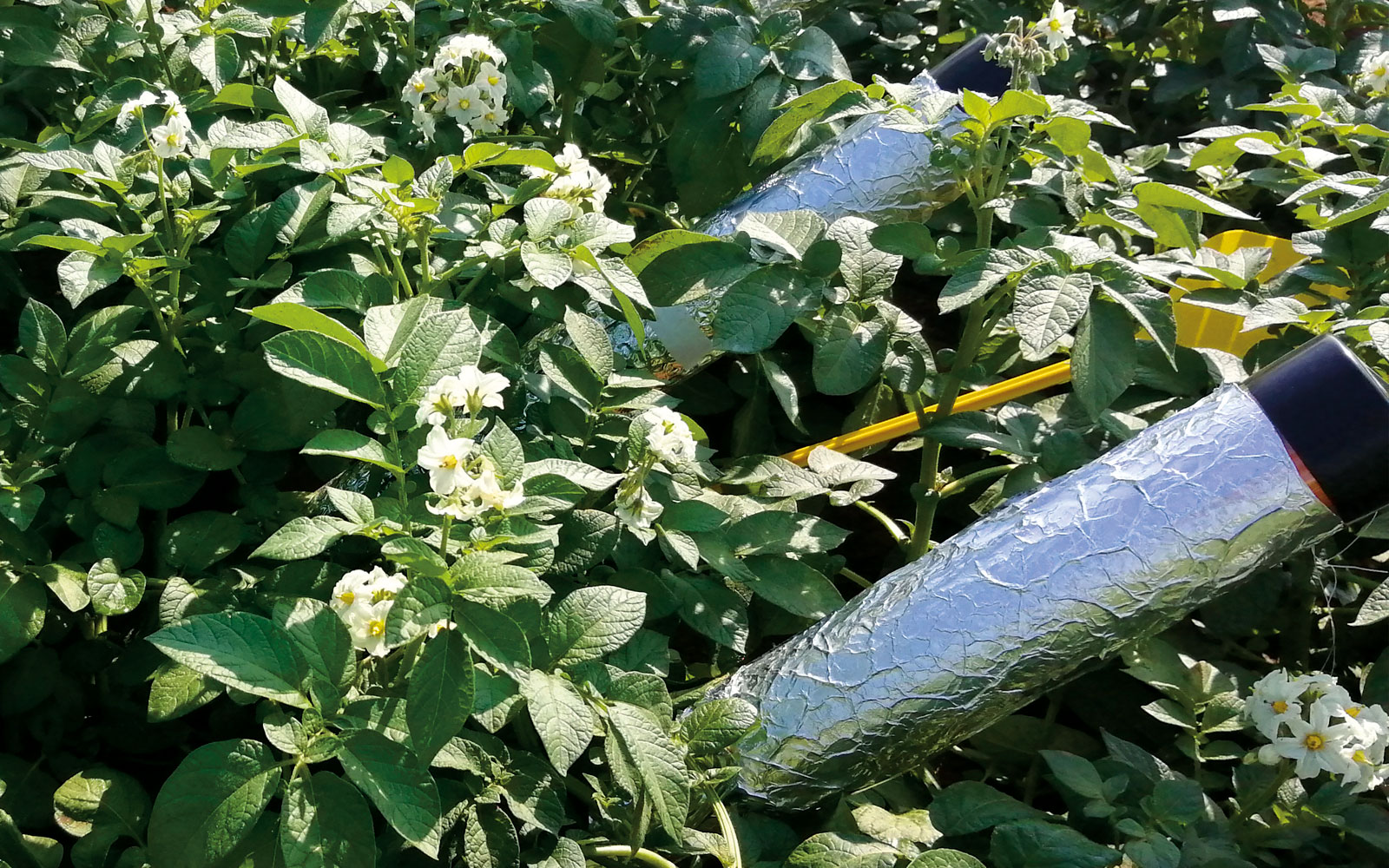 Dans le projet Root2Res, le phénotypage des racines de pomme de terre est effectué selon plusieurs méthodes qui explorent des aspects différents du système racinaire, comme ces minirhizotrons.