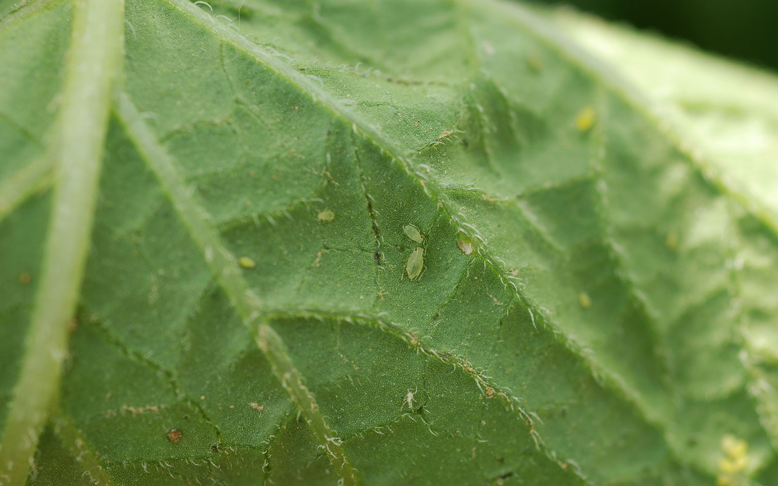Pucerons sur une feuille de pomme de terre