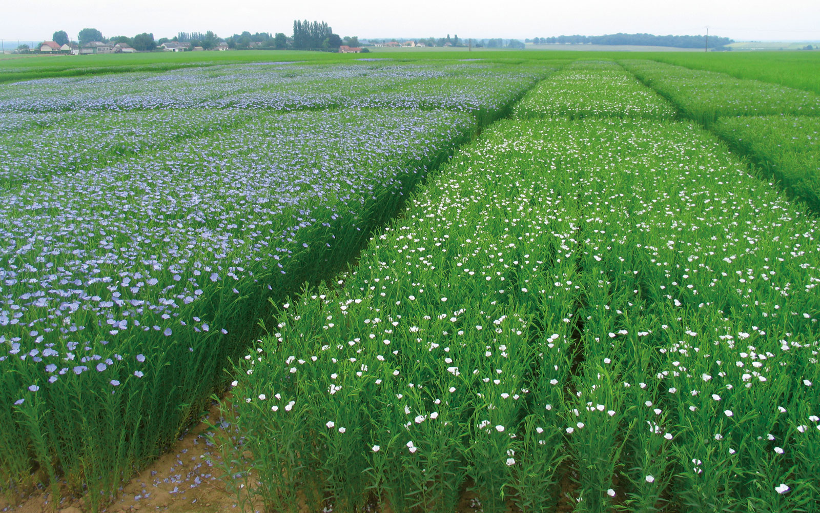 La gestion et la conservation des ressources génétiques du lin sont fondamentales pour pouvoir développer de nouvelles variétés productives et adaptées à des environnements variés et changeants.