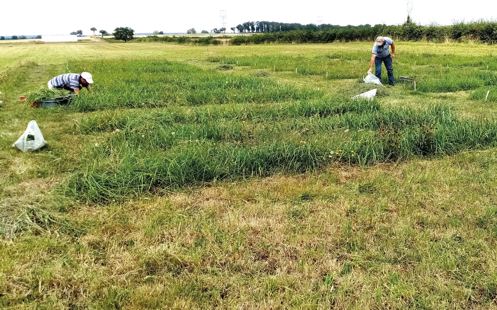 Des essais pluriannuels en microparcelles sont menés à La Ferme des Bordes (36) pour optimiser la fertilisation des prairies temporaires et permanentes
