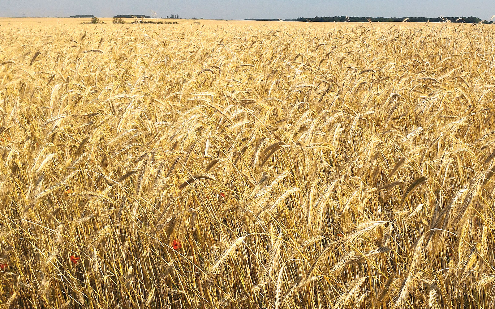 Sur triticale, le fractionnement des apports d’azote, avec des apports précoces limités, fait gagner des quintaux et de la protéine tout en réduisant les risques de verse et d’oïdium.