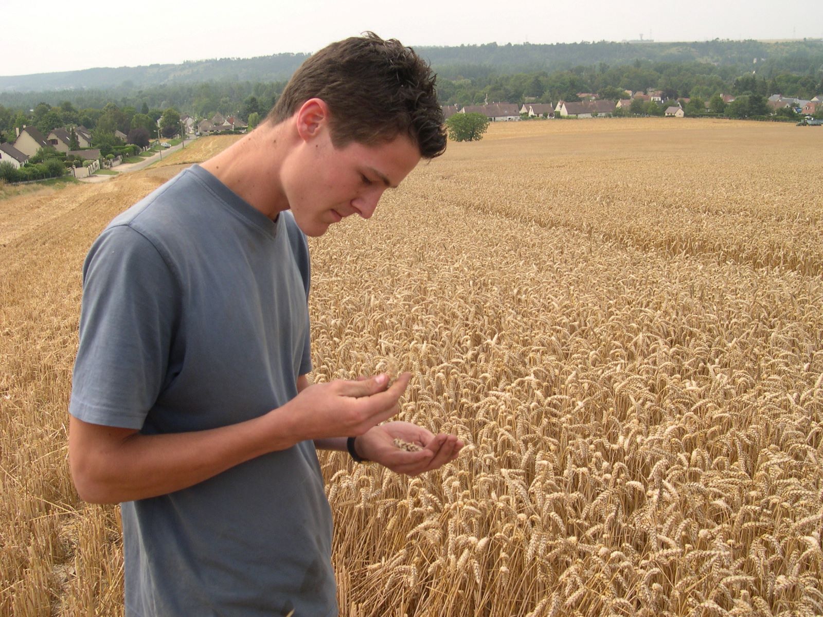 Certaines applications disponibles sur smartphone comptent le nombre de grains à partir d'une photo
