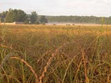 Diagnostiquer au champ la résistance du ray-grass