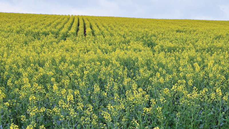 Colza bio : comment assurer sa productivité ?