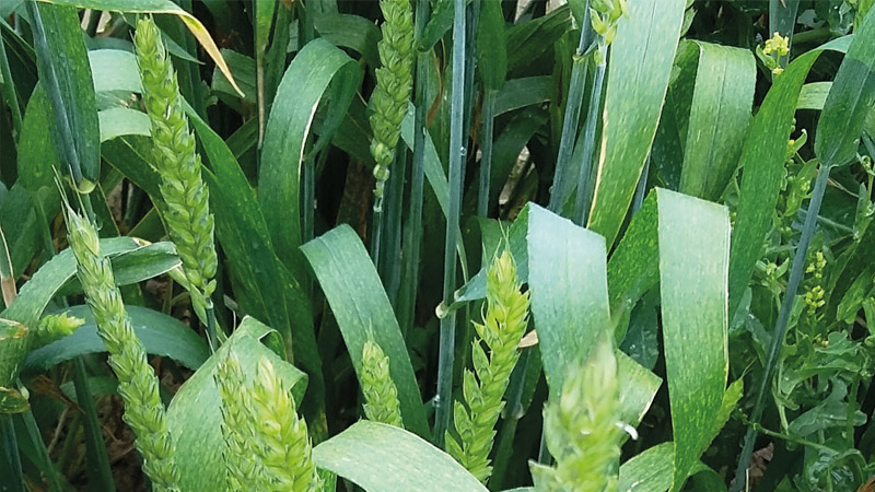 Évaluation des variétés de blé tendre d'hiver inscrites en 2019