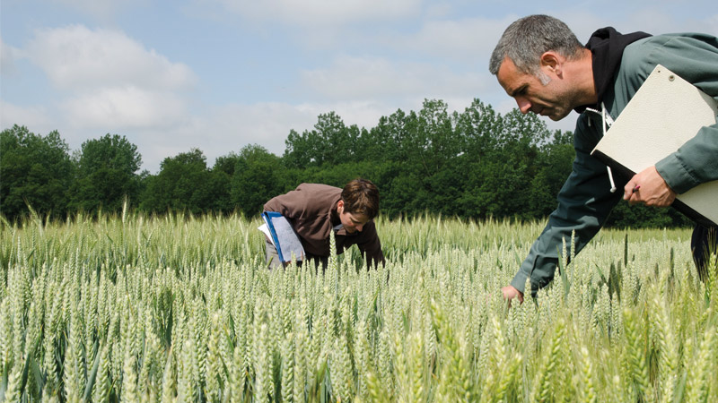 Recommandations régionalisées et choix des variétés de blé tendre