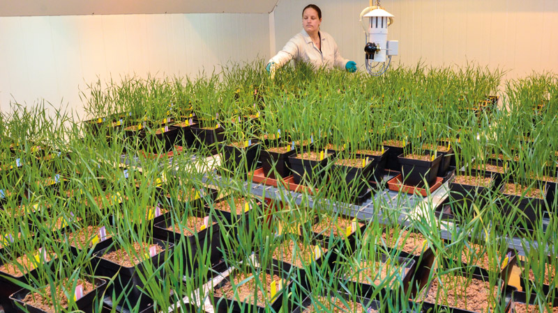 Évaluation des variétés de blé tendre d'hiverinscrites en 2020