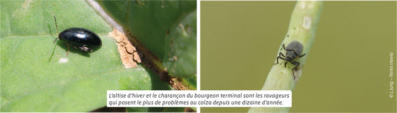 Faire face aux résistances des ravageurs du colza
