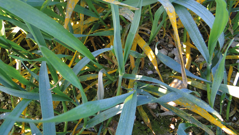 Arvalis passe en revue les variétés de triticale