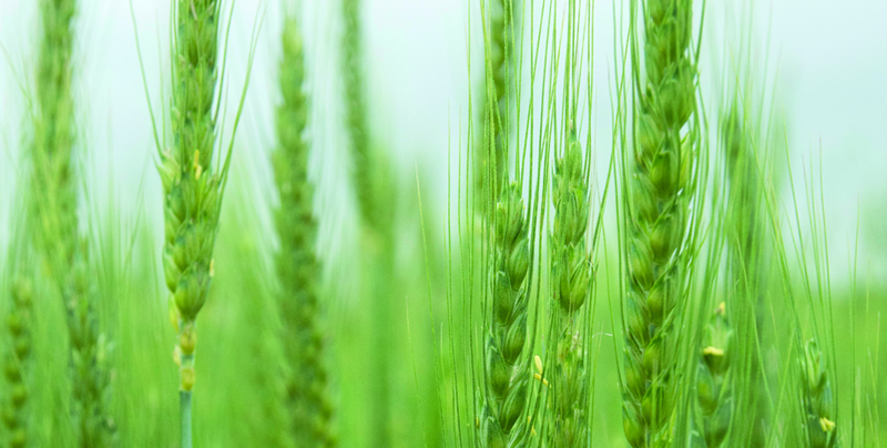 Blé tendre bio : comment répondre aux critères de qualité demandés
