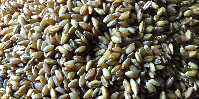 Blé dur bio : la production & la recherche doivent s'intensifier