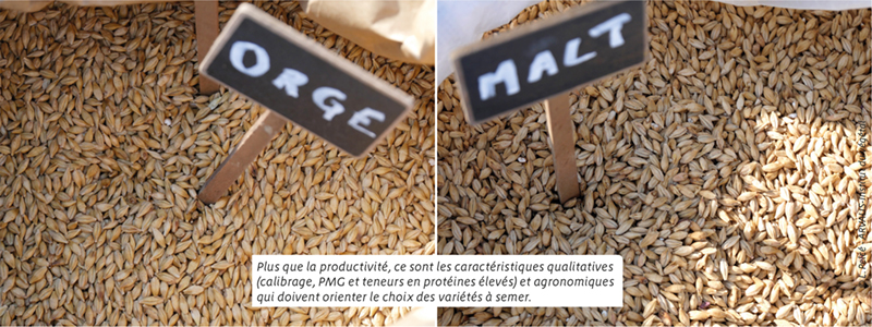 Bières bio : un marché à saisir