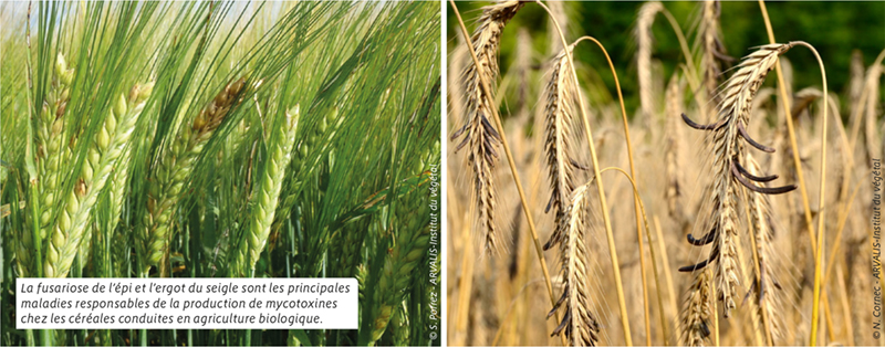 Assurer la qualité sanitaire des céréales en bio