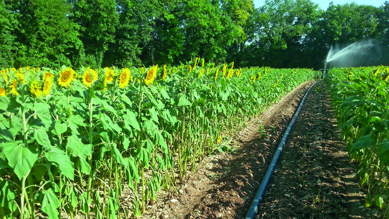 Quand est-il utile d'irriguer les tournesols ?