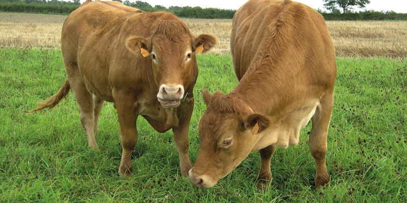 Produire des bœufs limousins en bio