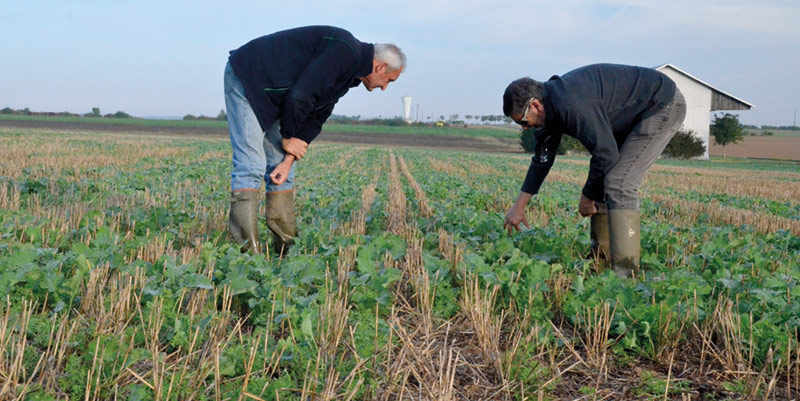 Savoir repérer les ravageurs d'automne du colza