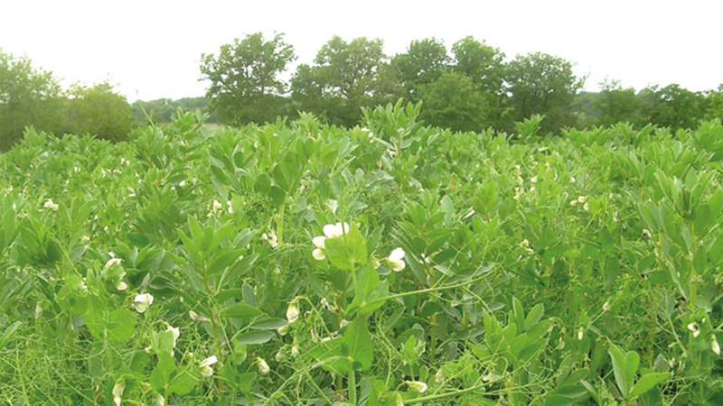 Valoriser l’azote des couverts pour la culture suivante