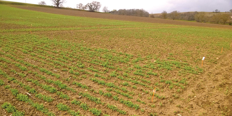 Recommandations sur la densité de semis du pois d'hiver