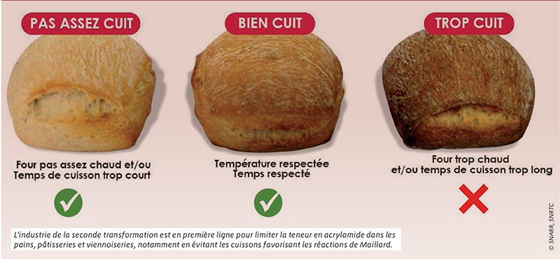 Diminuer la teneur en précurseurs de l'acrylamide dans le grain