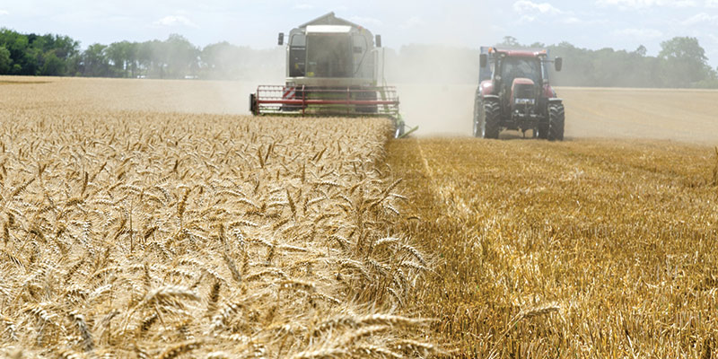 Les variétés de blé actuelles produisent-elles plus de gluten ?