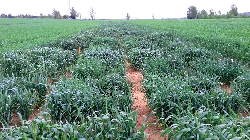 Définir des variétés de blé adaptées à chaque contexte