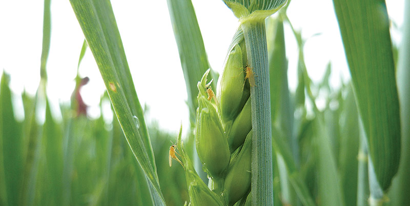 L'agroécologie appliquée à la régulation des ravageurs