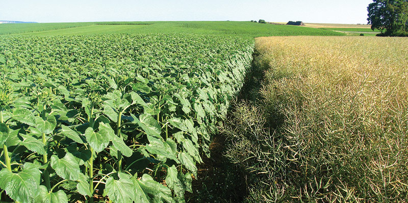 Les atouts d'un tournesol dans la rotation