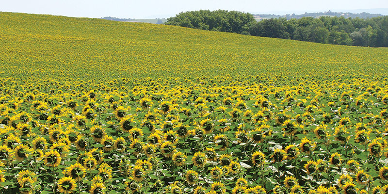 Conditions de rentabilité de l'introduction d'un tournesol