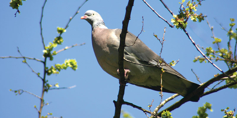 Nuisibilité des oiseaux à la levée du tournesol et leviers de lutte