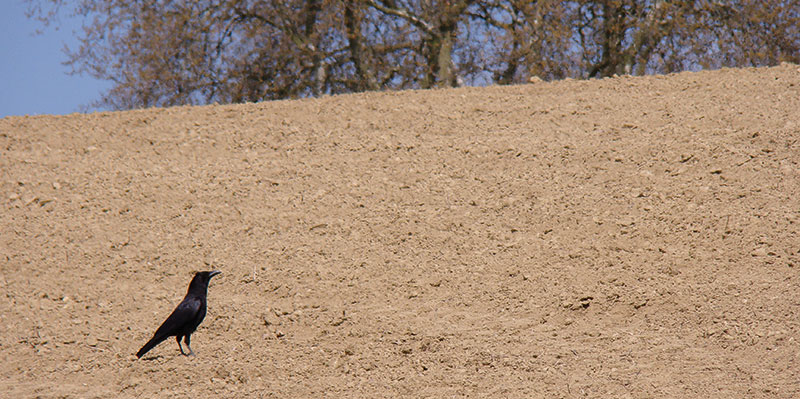 Etat des lieux de la protection des maïs contre les corvidés